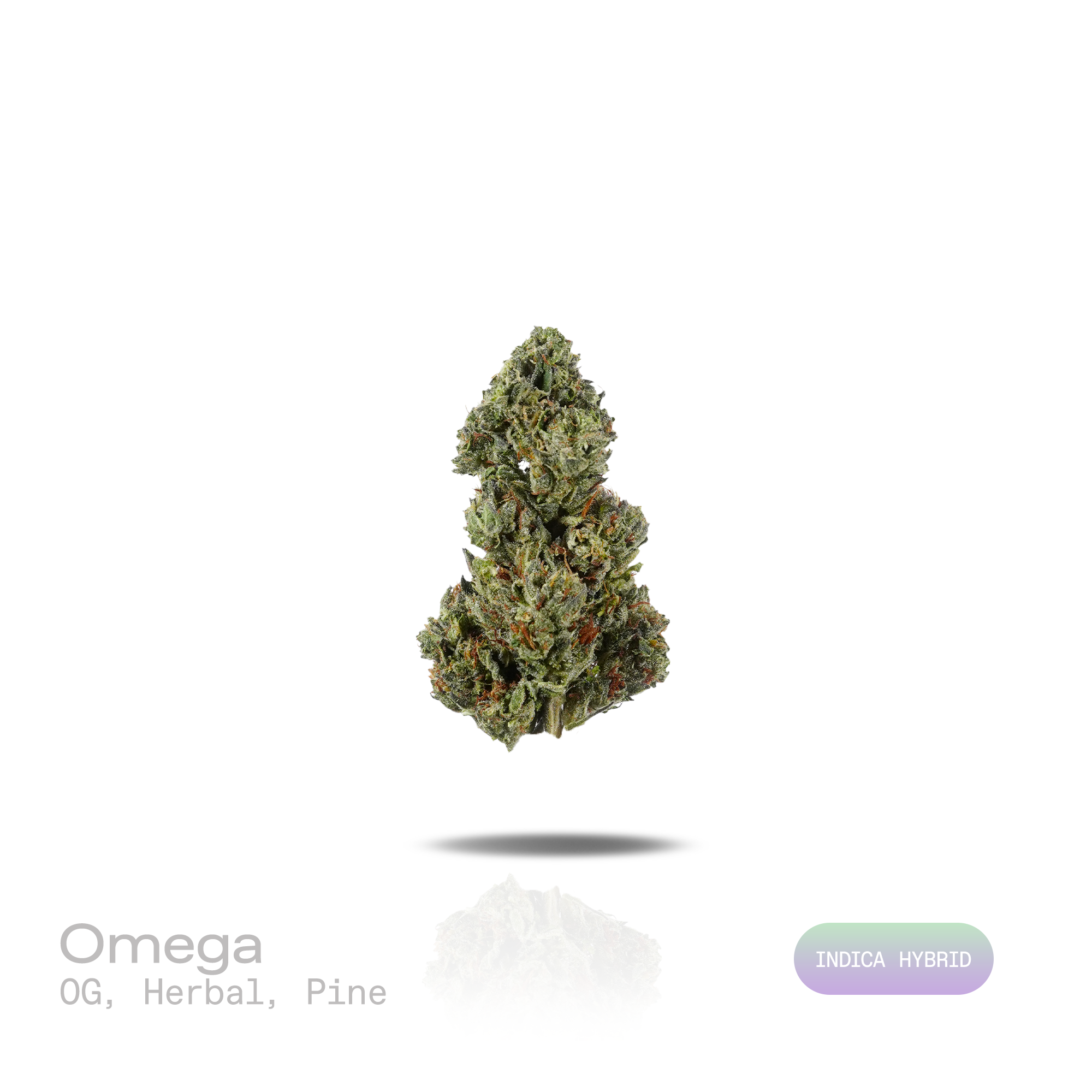 PUFFY Omega is an indica-dominant hybrid THCa strain emerged from the powerhouse cross of White Widow × Kush × NYC Diesel × Permafrost. The aroma opens with classic OG and earthy herbal notes, finishing with a crisp, refreshing hint of pine. Visually, dense deep forest green buds with purple hues and fiery orange pistils are coated in sticky trichomes. Consumers often report feeling euphoric, relaxed, and uplifted, promoting a positive mood while maintaining a clear sense of focus. 