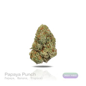 PUFFY Papaya Punch is an indica-dominant hybrid THCa strain crafted from the flavorful union of Papaya and Purple Punch. The aroma opens with a lush burst of ripe papaya and creamy banana, layered over bright tropical fruit notes. Visually, dense forest green buds with purple hues and fiery orange pistils are coated in sticky trichomes. Consumers often report a smooth high, beginning with a gentle cerebral uplift that sparks creativity and lighthearted conversation, then gradually flowing into deep, full-bo