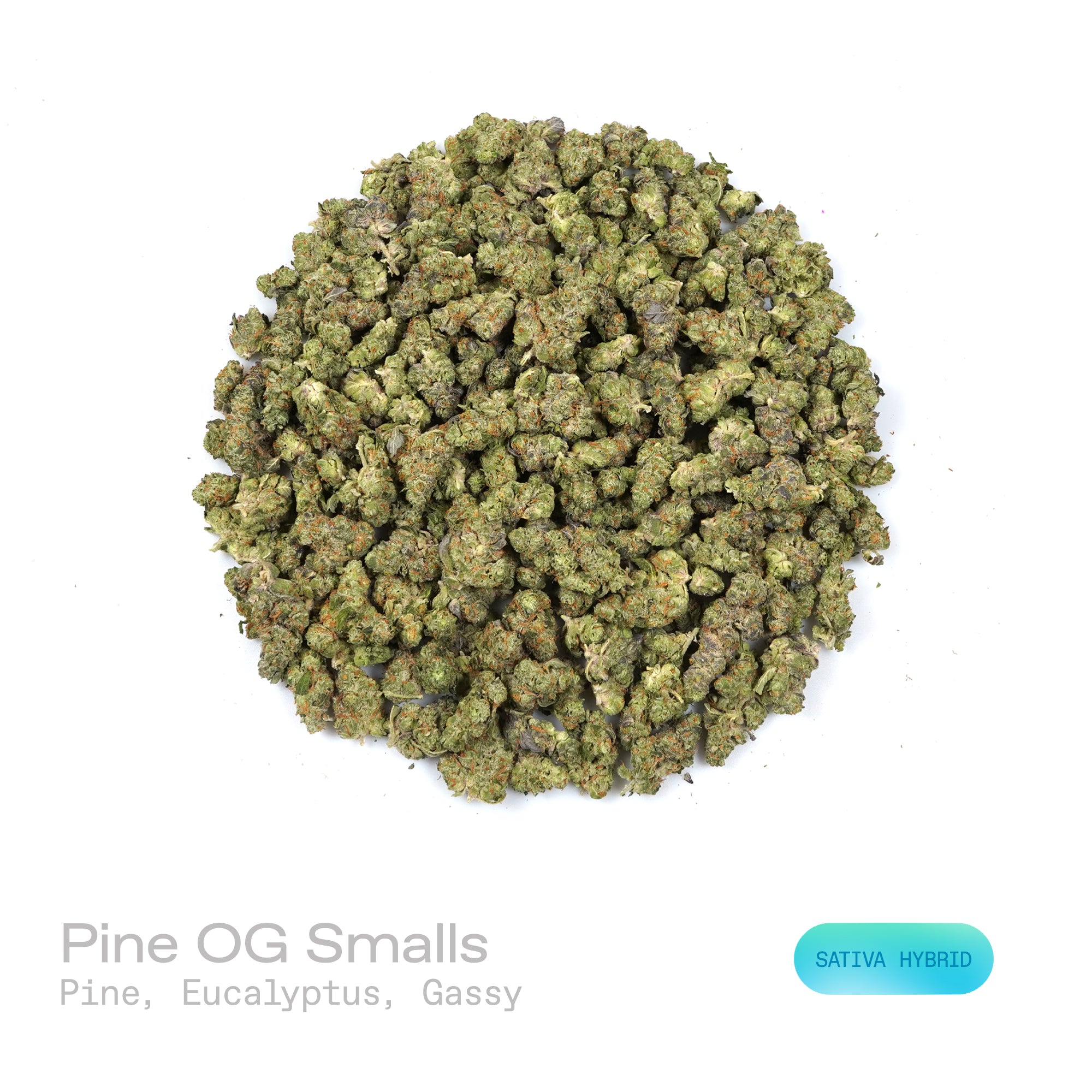 PUFFY Pine OG (smalls) is a sativa-dominant hybrid THCa strain meticulously developed with a captivating complexity, often rumored to draw inspiration from OG Kush. The aroma opens with sharp notes of pine and refreshing eucalyptus, layered over a distinct, lingering gassy undertone. Visually, dense forest green buds with purple hues and fiery orange pistils are coated in sticky trichomes. Consumers often report a euphoric, uplifting sensation that sparks creativity, sharpens focus, and elevates mood.