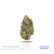 PUFFY Purple Kush is a pure indica THCa strain originating from a cross of Hindu Kush and Purple Afghani. The aroma is a bold blend of classic Kush, pungent earthiness, and a sharp hint of onions. Visually, dense forest green buds with purple hues and fiery orange pistils are coated in sticky trichomes. Consumers often report a blissful sense of euphoria, deep relaxation, and a noticeable boost in appetite.