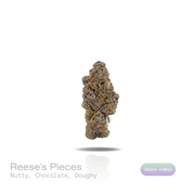 PUFFY Reese's Pieces is an indica-dominant hybrid THCa strain emerging from the intricate fusion of Riot Berry OG × Blueberry Muffin × P-91. The aroma opens with rich notes of roasted nuts and decadent chocolate, layered with a warm, doughy sweetness. Visually, dense forest green buds with purple hues and fiery orange pistils are coated in sticky trichomes. Consumers often report a euphoric cerebral boost that fosters a deeply relaxed state while helping melt away stress and anxiety. 