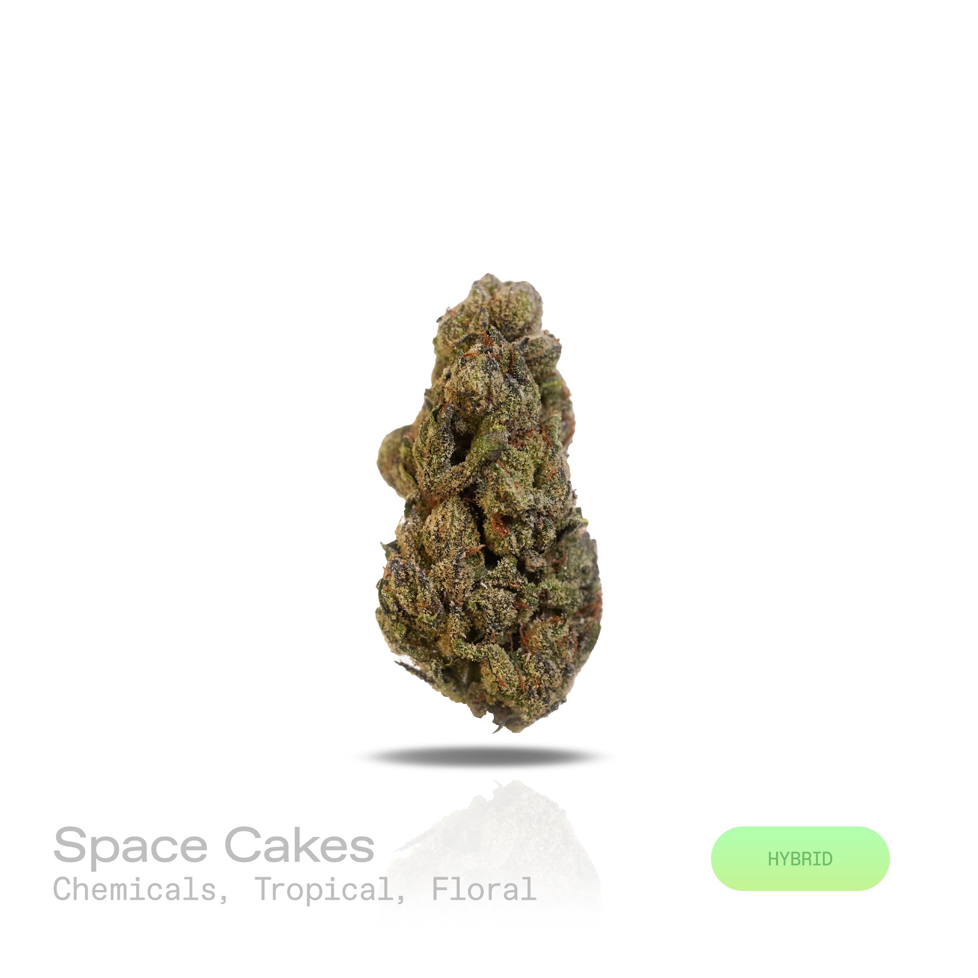 PUFFY Space Cakes is a balanced hybrid THCa strain created from the flavorful cross of Girl Scout Cookies (GSC) and Snow Lotus. Aroma is a striking fusion of sharp chemical notes layered with vibrant tropical undertones and soft floral hints, resulting in a bold yet balanced sensory experience that's both exotic and intriguing. Visually, the dense, grape-shaped buds range from forest to dark green, with bright orange pistils, frosty amber trichomes, and occasional purple hues. Consumers often report an upli