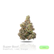 PUFFY Super Boof is a balanced hybrid THCa strain created from the exotic blend of Black Cherry Punch and Tropicana Cookies. The aroma bursts with vibrant notes of grapefruit, lime, and oranges, offering a sharp and juicy citrus character. Visually, it showcases dense, chunky buds in vivid olive green, adorned with fiery orange hairs and cloaked in a sparkling frost of trichomes. Consumers often report effects that are uplifting, euphoric, and creatively stimulating, while also providing a sense of relaxati