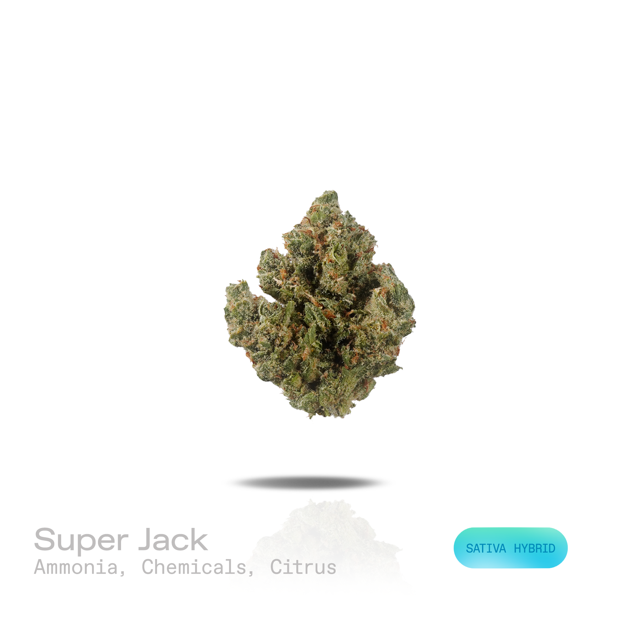 PUFFY Super Jack is a sativa-dominant hybrid THCa strain, born from the legendary cross of Super Silver Haze and Jack Herer. The aroma is a sharp, pungent blend of ammonia and chemical-like intensity, rounded out by bright, zesty citrus notes that add a fresh, tangy lift. Visually, dense forest green buds with purple hues and fiery orange pistils are coated in sticky trichomes. Consumers often report an euphoric, mentally clear, and energetic experience accompanied by enhanced creativity and an overall upli