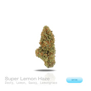 PUFFY Super Lemon Haze is a potent sativa THCa strain, a vibrant cross between Lemon Skunk and Super Silver Haze. The aroma is a vibrant mix of zesty lemon and sour notes, complemented by a gassy kick and a refreshing hint of lemongrass. Visually striking, its dense buds range from deep green to rich purple, generously frosted with sparkling trichomes and accented by vivid orange hairs. Consumers often report that it provides an energizing boost, elevates mood with a sense of euphoria, and sharpens mental c