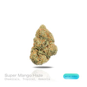 PUFFY Super Mango Haze is a sativa-dominant hybrid THCa strain bred from the exceptional pairing of Green Crack and Tropical Heat. The aroma is a striking blend of sharp chemicals, sweet tropical notes, and a pungent hint of ammonia. Visually, dense forest green buds with purple hues and fiery orange pistils are coated in sticky trichomes. Consumers often report a strong cerebral effect that is euphoric, energetic, and focused, delivering a creative and uplifting mood boost while also being commonly sought 
