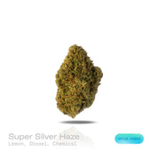 PUFFY Super Silver Haze is a sativa-dominant hybrid THCa strain, expertly crafted from a flavorful and legendary three-way cross of Skunk #1, Northern Lights, and Haze. The aroma carries sharp notes of zesty lemon layered with pungent diesel and a bold chemical edge, creating a powerful and striking scent. Visually, the buds are spade-shaped with a bright lime green hue, accented by fiery orange pistils and coated in a dense layer of silvery-white trichomes. Consumers often describe feeling a surge of energ