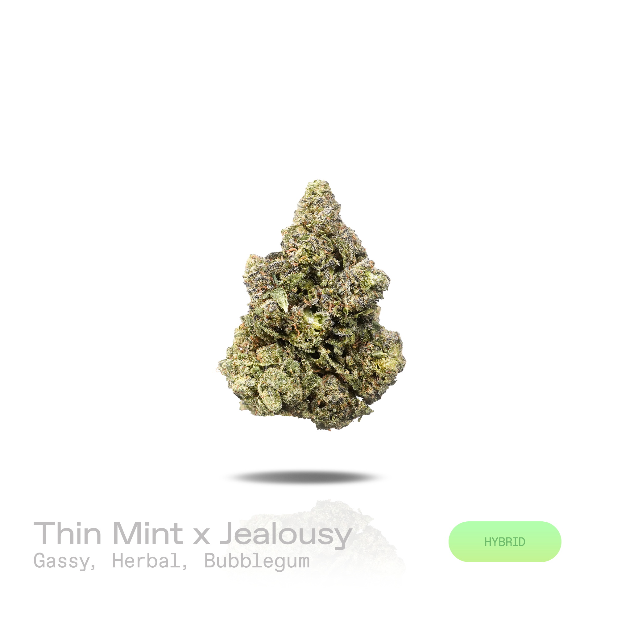 PUFFY Thin Mint x Jealousy is a balanced hybrid THCa strain created from a complex cross of (Girl Scout Cookies phenotype) × (Sherbert Bx1 × Gelato 41). The aroma delivers a rich blend of pungent gas, fresh herbal undertones, and sweet bubblegum notes. Visually, dense forest green buds with purple hues and fiery orange pistils are coated in sticky trichomes. Consumers often report a euphoric, mood-elevating onset that gradually settles into deep relaxation while still maintaining a creatively stimulating an