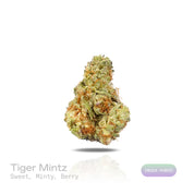 PUFFY Tiger Mintz is an indica-dominant hybrid THCa strain, crafted from the masterful cross of Orange Push Pop × Animal Mintz. The aroma is sweet and inviting, with refreshing minty notes and a hint of juicy berry that lingers pleasantly. Visually, dense green buds with purple hues and fiery orange pistils are coated in sticky trichomes. Consumers often report experiencing deep relaxation and body calm, euphoric mood uplift, and a heightened sense of creativity or focus.