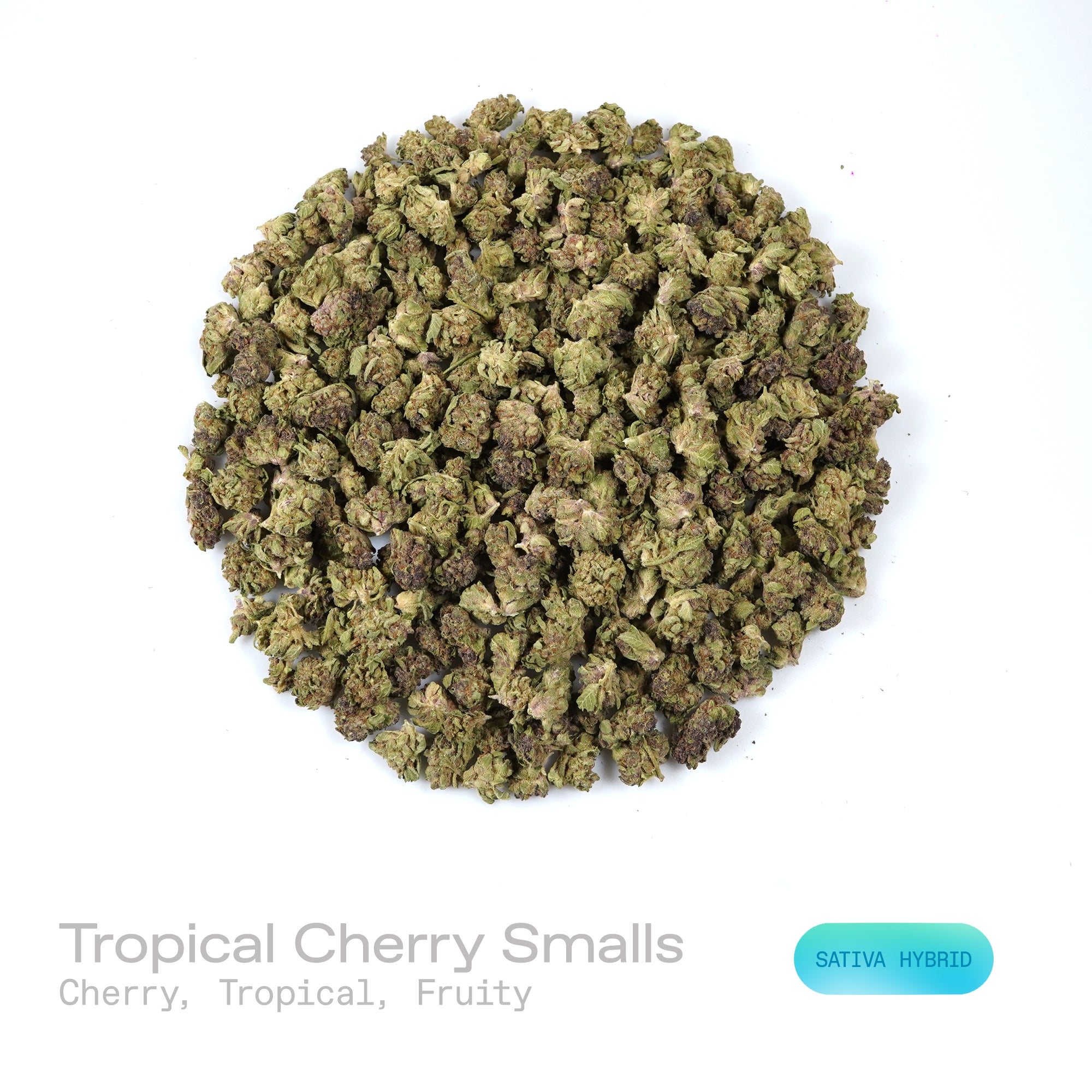 PUFFY Tropical Cherry (smalls) is a sativa-dominant hybrid THCa strain, originating from the fusion of Tropicana Cookies and Cherry Cookies. The aroma bursts with cherry, tropical, and fruity notes, creating a vibrant and sweet fragrance profile. Visually, the buds are dense, showcasing deep purple and green tones accented by bright orange pistils and a frosty trichome layer. Consumers often report a vibrant, uplifting high that boosts mood, sparks creativity, and enhances focus while offering a smooth sens