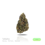 PUFFY Velato is a balanced hybrid THCa strain, originating from the fusion of Gelato 33 with VS1. The aroma is a captivating blend of gassy, herbal, and spicy notes, creating a rich and intriguing scent profile. Visually, the buds are compact and frosty, showcasing green and purple hues with bright orange pistils and a thick coating of sparkling trichomes. Consumers often report feeling deeply relaxed, uplifted with a sense of happiness, and wrapped in a warm wave of euphoric bliss that gently elevates both