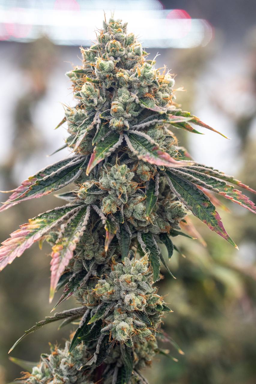 Puffy THCa