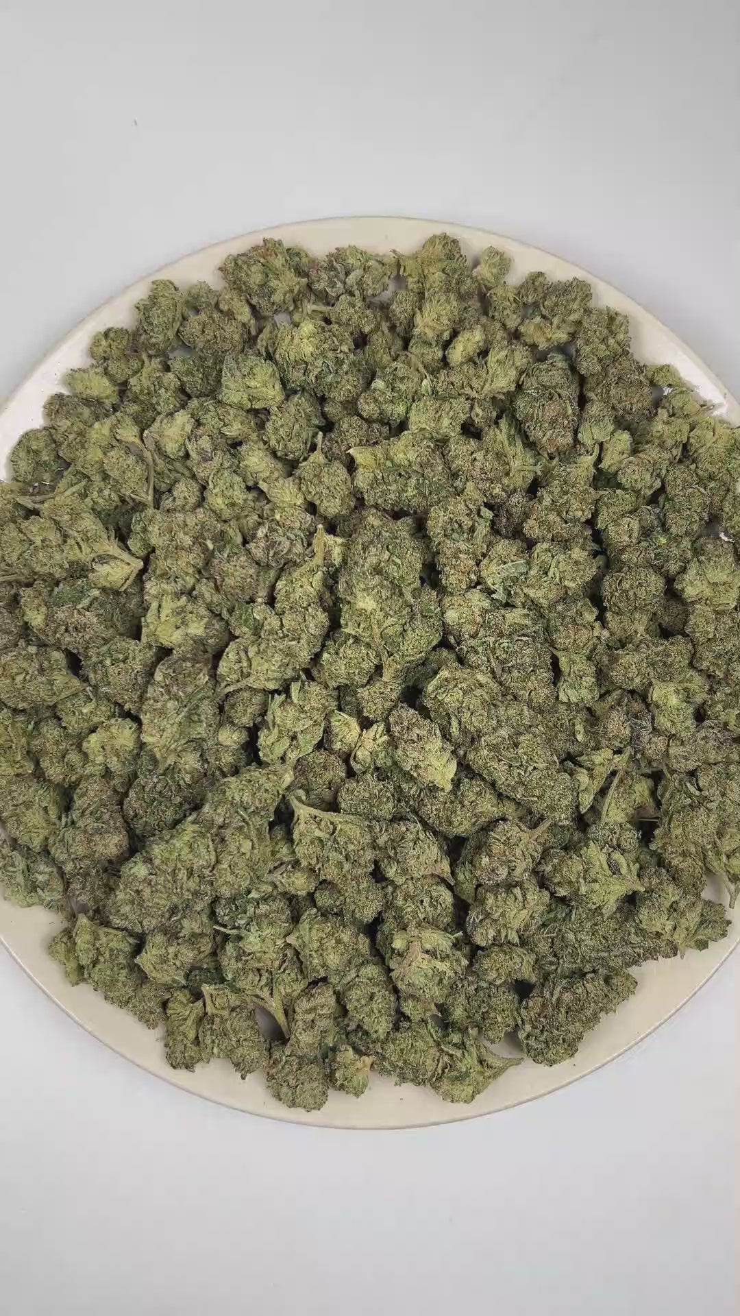 PUFFY Gelato Crush is a balanced hybrid THCa strain with a layered lineage derived from Sunset Sherbet, Thin Mint GSC (via Gelato), and a cantaloupe melon–influenced cultivar. Aroma is a sharp blend of fresh pine resin, gassy diesel fumes, and bright tropical fruit notes. Visually, dense forest green buds with purple hues and fiery orange pistils are coated in sticky trichomes. Consumers often report an uplifting euphoric mental state accompanied by a calm, relaxed body feel, often resulting in a more open 