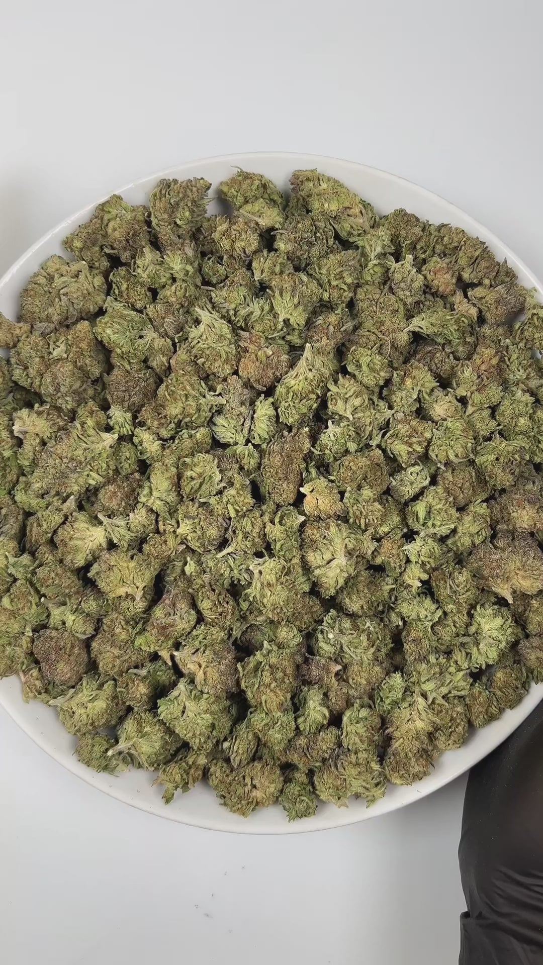 PUFFY Atomic is an indica-dominant hybrid THCa strain created by crossing Chemdawg and OG Kush, then further refined with THC Bomb. The aroma bursts with a sharp, fuel-like intensity, layered with pungent notes and a zesty hint of fresh lime. Visually, the buds are dense and dark forest-green, accented by vibrant orange pistils and a thick coating of glistening trichomes. Consumers often describe an initial wave of uplifting, euphoric cerebral effects that quickly elevate mood and enhance focus, gradually t