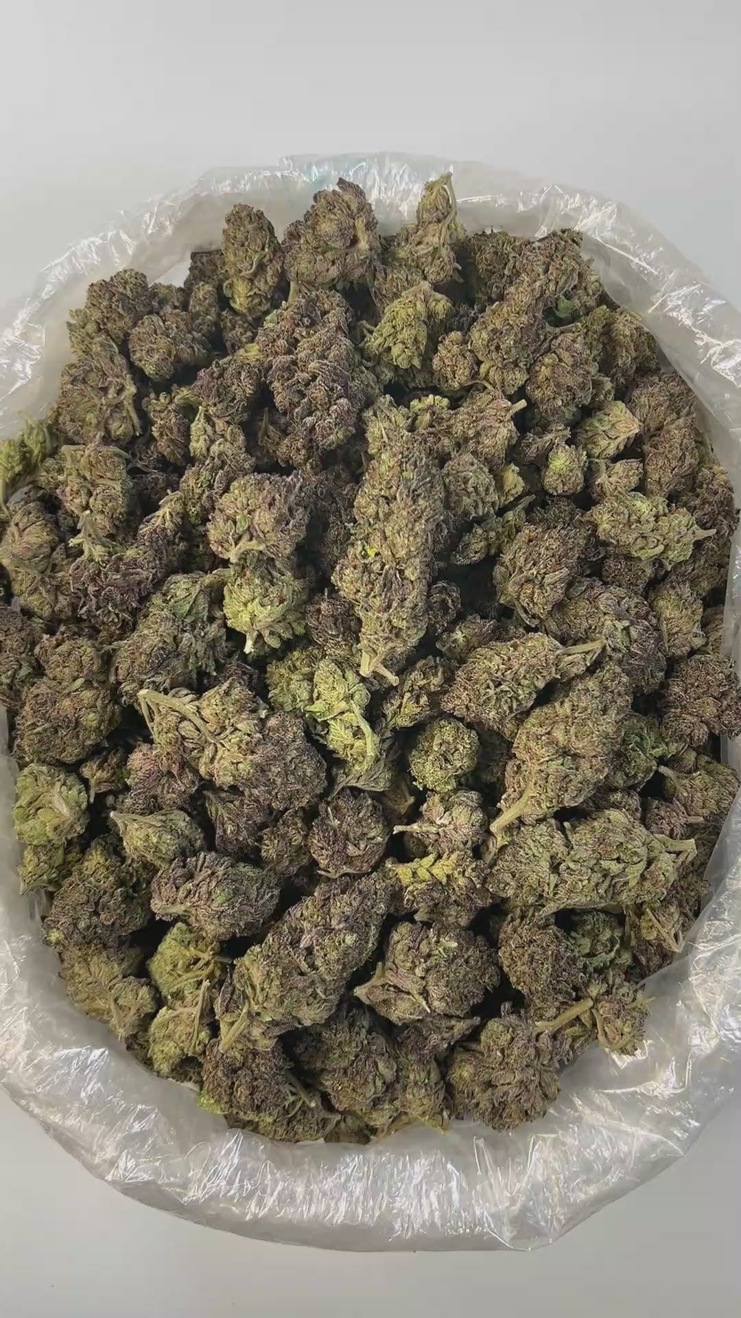 PUFFY Gelato 44 is an Indica-dominant hybrid THCa strain born from the flavorful cross of Sunset Sherbet and Thin Mint Girl Scout Cookies. The aroma delivers a rich fusion of earthy depth, creamy smoothness, and a bold gassy punch, offering a full-bodied sensory experience that mirrors its potent character. Visually, the buds are dense, frosty, and resin-coated, showcasing deep forest greens accented with purple hues and vivid orange pistils. Consumers often report an initial cerebral rush that feels uplift