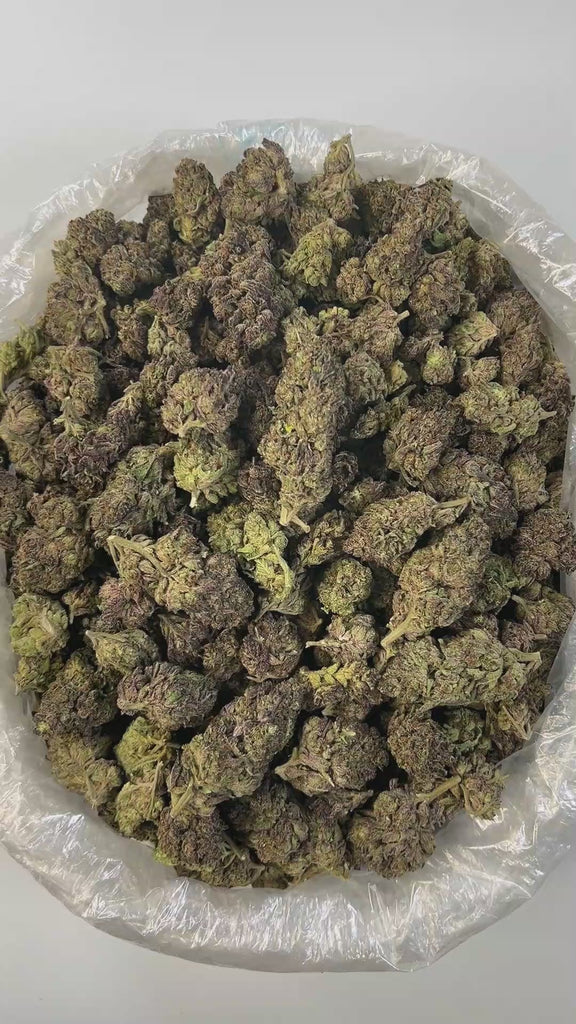 PUFFY Gelato 44 is an Indica-dominant hybrid THCa strain born from the flavorful cross of Sunset Sherbet and Thin Mint Girl Scout Cookies. The aroma delivers a rich fusion of earthy depth, creamy smoothness, and a bold gassy punch, offering a full-bodied sensory experience that mirrors its potent character. Visually, the buds are dense, frosty, and resin-coated, showcasing deep forest greens accented with purple hues and vivid orange pistils. Consumers often report an initial cerebral rush that feels uplift