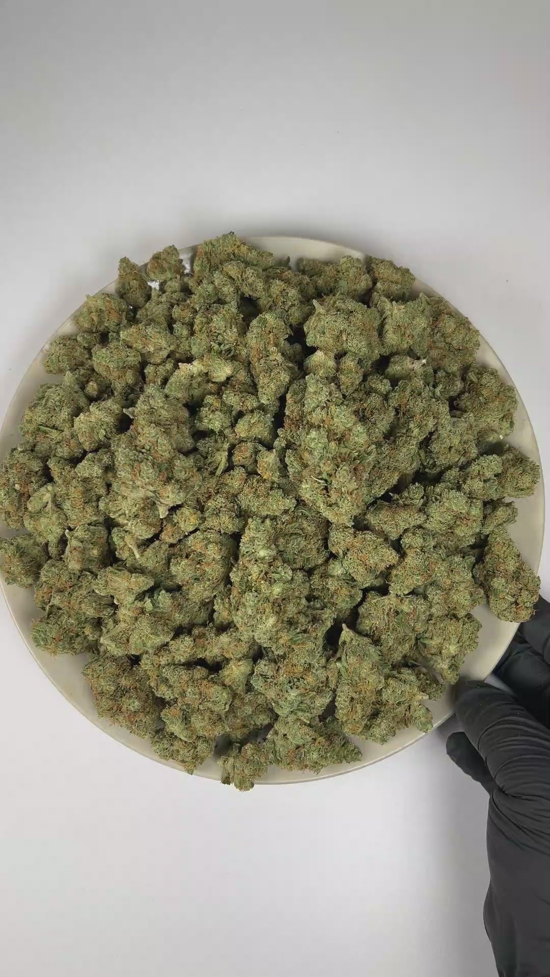 PUFFY Agent Orange is a balanced hybrid THCa strain crafted from the powerful genetic pairing of Orange Velvet and Jack the Ripper. The aroma is an elevated blend of ripe orange and distinctive funky notes, rounded out by a refined musky finish. Visually, dense rich green buds with purple hues and fiery orange pistils are coated in sticky trichomes. Consumers often report an elevated sense of euphoria and happiness, accompanied by an uplifting mood and a refined sense of mental focus. 