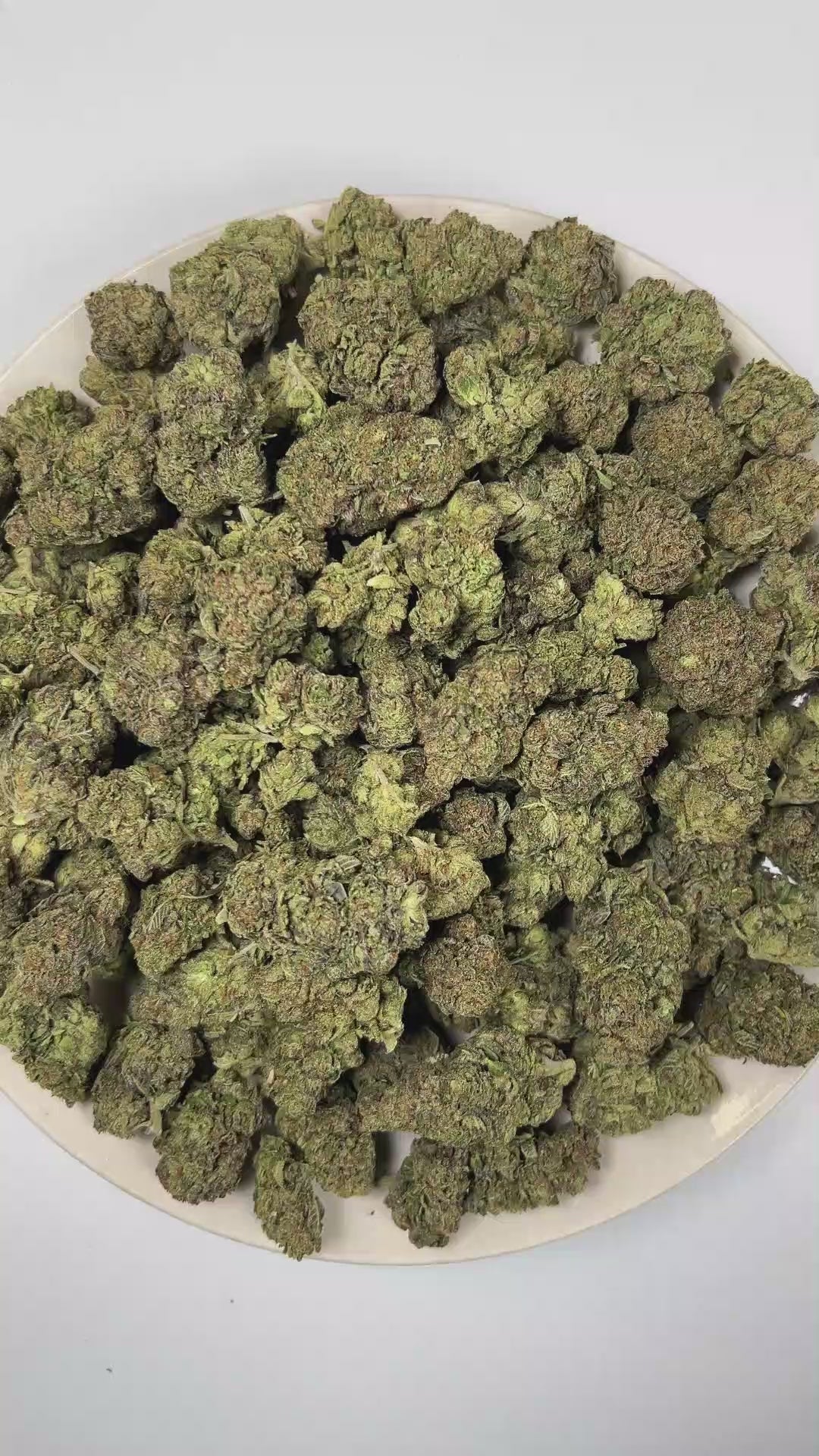 PUFFY Gas & Glue is a balanced hybrid THCa strain born from the powerhouse genetics of The White, Girl Scout Cookies, and GG4. The aroma opens with bold gassy notes, layered with pungent fuel undertones and finished by a rich, earthy tobacco character. Visually, dense forest green buds with purple hues and fiery orange pistils are coated in sticky trichomes. Consumers often report a euphoric, soothing sensation, accompanied by a balanced blend of cerebral uplift and full-body relaxation that leaves them fee