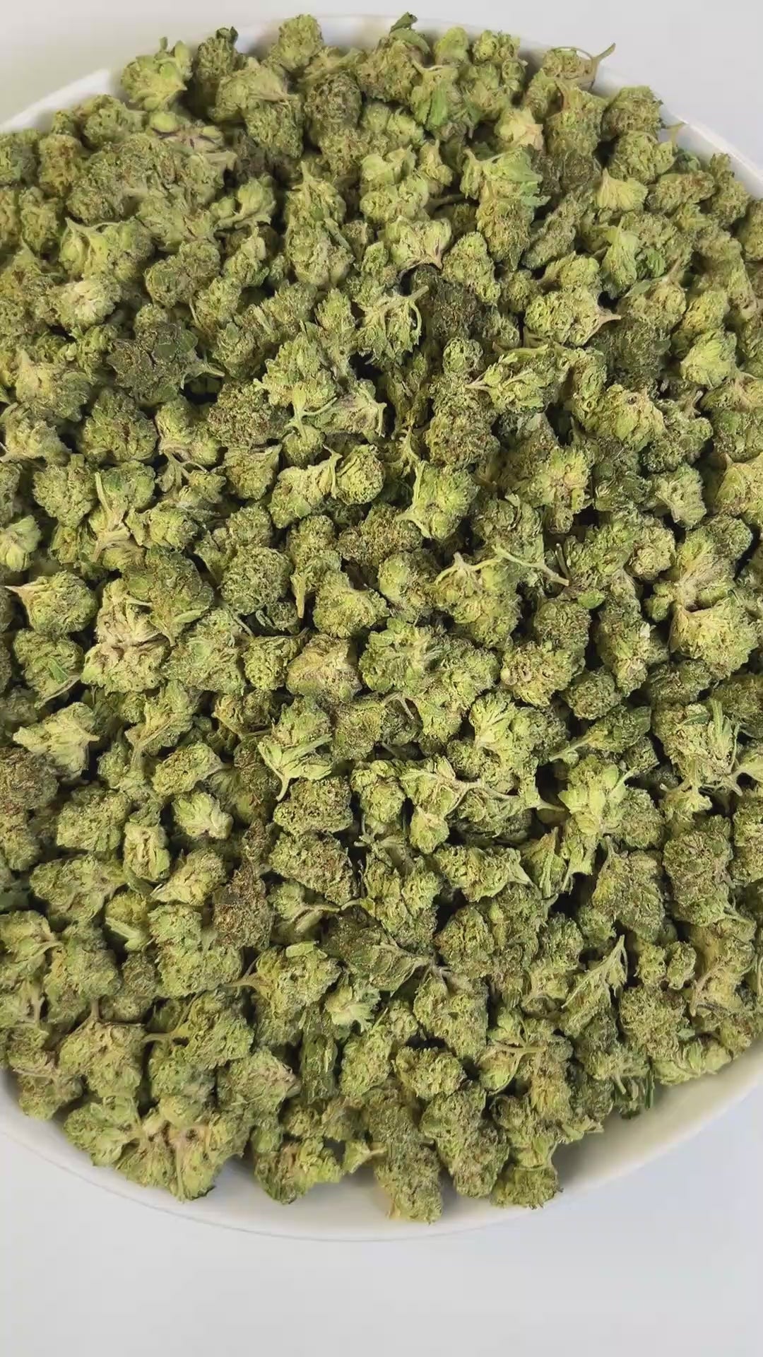 PUFFY Apple Tree (smalls) is a sativa-dominant THCa hybrid, expertly crafted from a cross between Apple Fritter and Lemon Haze. The aroma is incredibly juicy, fruity, and sweet, bursting with lush apple notes and a candy-like finish that lingers on the senses. Visually, the buds are dense and tightly packed, showcasing vibrant green tones intertwined with fiery orange pistils and coated in a thick layer of sparkling trichomes that give them a frosted, crystal-like sheen. Consumers often describe it as a smo