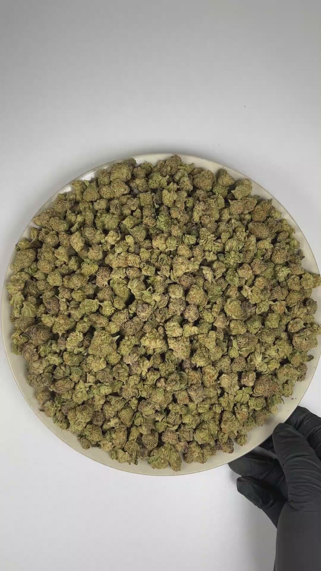 PUFFY Tequila Sunrise (smalls) is a balanced hybrid THCa strain with an undocumented genetic lineage, as its specific parent strains have not been confirmed. The aroma is a vibrant blend of bright citrus and lush tropical fruit notes, finished with a pungent, gassy undertone. Visually, the dense buds display rich forest-green tones with hints of purple, accented by vibrant orange pistils and enveloped in a frosty layer of trichomes. Consumers often report a bright, euphoric mood accompanied by invigorating 