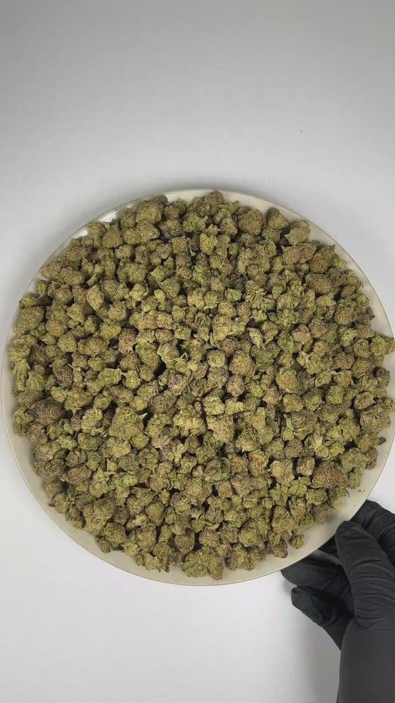 PUFFY Tequila Sunrise (smalls) is a balanced hybrid THCa strain with an undocumented genetic lineage, as its specific parent strains have not been confirmed. The aroma is a vibrant blend of bright citrus and lush tropical fruit notes, finished with a pungent, gassy undertone. Visually, the dense buds display rich forest-green tones with hints of purple, accented by vibrant orange pistils and enveloped in a frosty layer of trichomes. Consumers often report a bright, euphoric mood accompanied by invigorating 