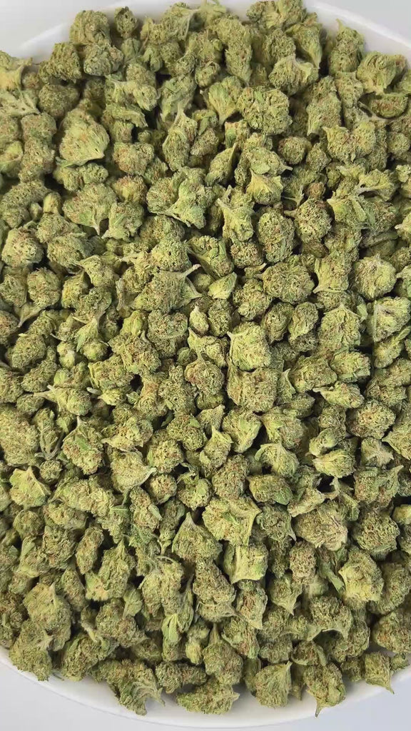 PUFFY Pablo’s Revenge (smalls) is a balanced hybrid THCa strain, crafted from a potent genetic cross between Animal Mints and Sherb Cake. Aroma is a rich blend of sweet and gassy notes, layered with bright lemon zest and a burst of ripe, fruity undertones. Visually striking, with dense, frosty buds showcasing a vivid tapestry of deep purples, lush greens, and fiery orange hairs, all glistening under a heavy coat of resin-rich trichomes. Consumers often report a layered experience, beginning with a euphoric 