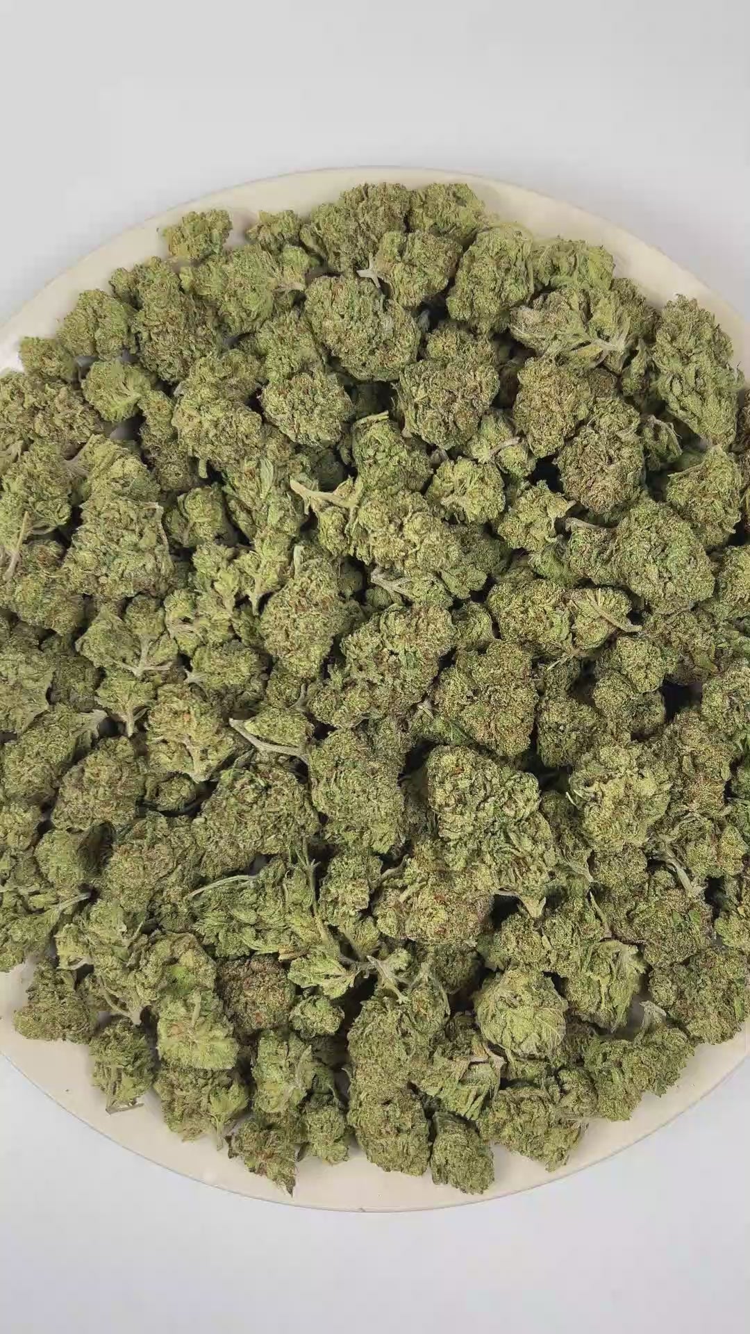 PUFFY Sour Z is a sativa-dominant hybrid THCa strain, emerging from the renowned pairing of Sour Diesel and The Original Z. The aroma is a vibrant fusion of sweet candy notes, zesty citrus, and pungent diesel undertones. Visually, dense forest green buds with purple hues and fiery orange pistils are coated in sticky trichomes. Consumers often report a euphoric, mood-lifting experience that sparks happiness, boosts energy and creativity, and encourages a more social and engaging vibe. 