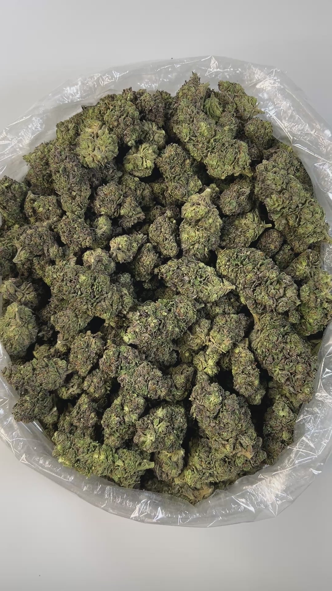 PUFFY Sour Patch Kids is a sativa-dominant hybrid THCa strain born from the flavorful fusion of Sour Diesel and Candyland. The aroma is a playful blend of candy sweetness, fruity brightness, and creamy undertones, all seamlessly mirroring its indulgent flavor. Visually, the buds are striking bright green with hints of purple, threaded with golden-orange pistils, and coated in a dense, frosty layer of trichomes. Consumers often describe the experience as happy and uplifting, with a clear mental focus, a slig